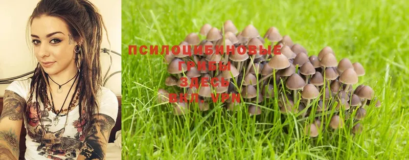 Псилоцибиновые грибы Psilocybine cubensis Костерёво